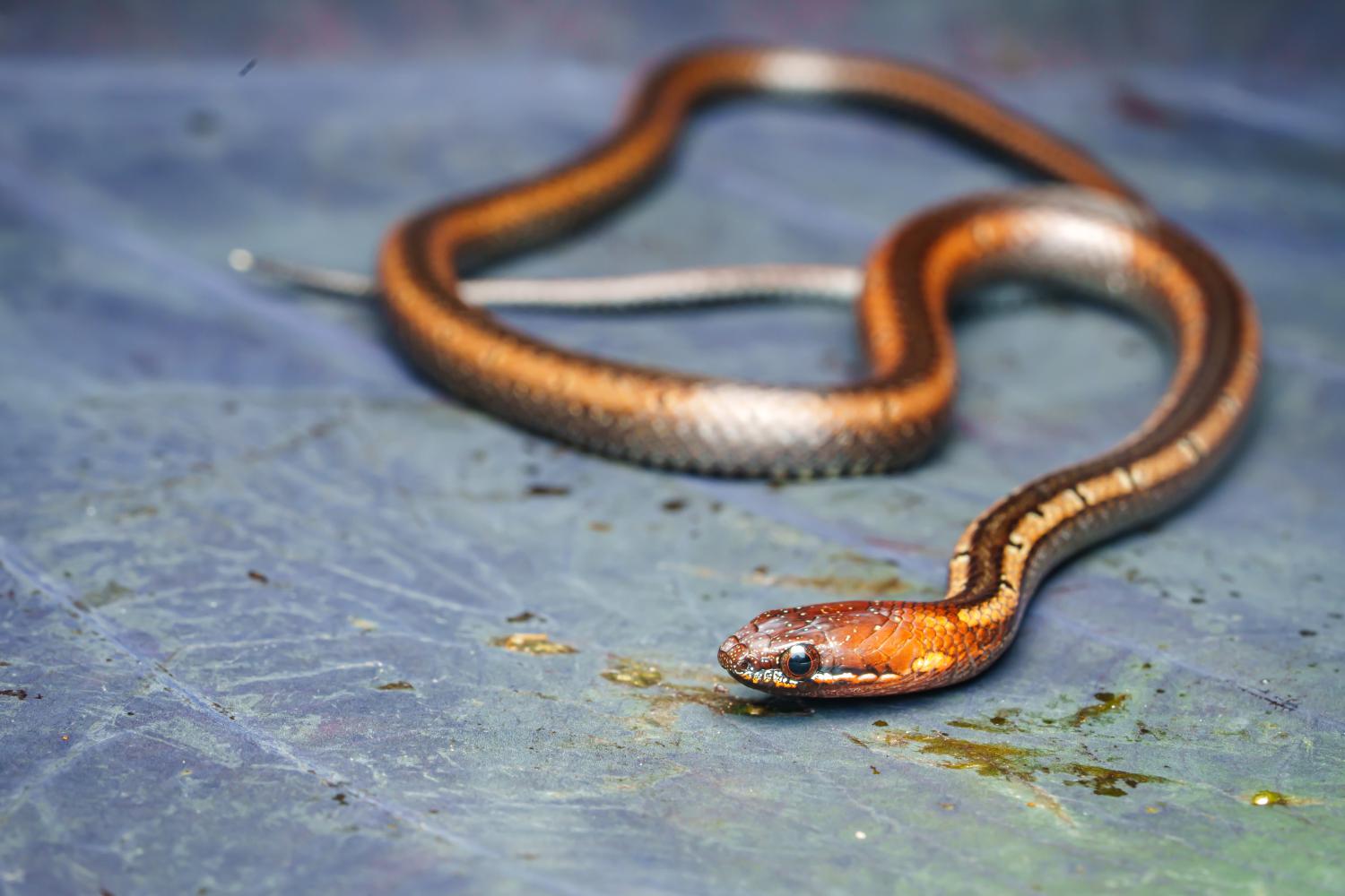 Black-headed collared snake (Sibynophis melanocephalus)
