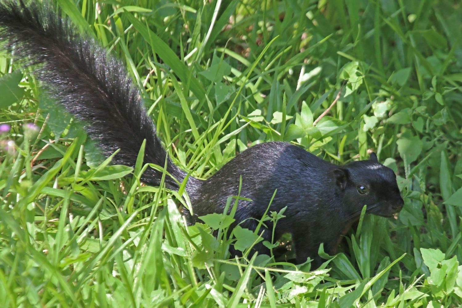 Prevost's squirrel (Callosciurus prevostii)