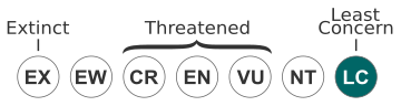 Least Concern (IUCN3.1)