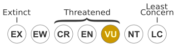 Vulnerable (IUCN3.1)