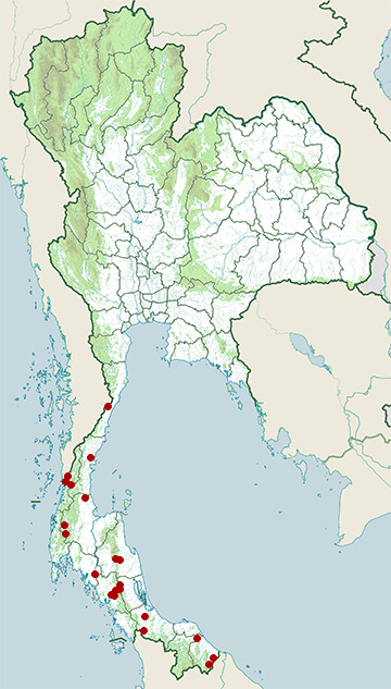 Distribution map of Malayan whip snake, Ahaetulla mycterizans in Thailand