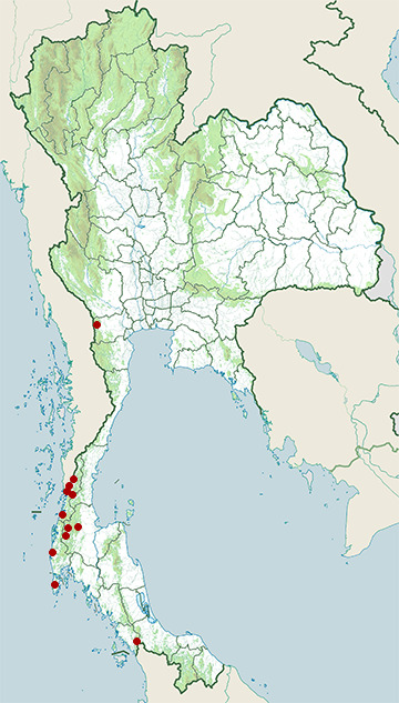 Distribution map of Tasan dwarf mountain frog, Alcalus tasanae in Thailand