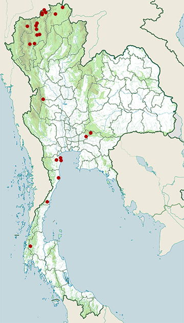 Distribution map of Amur falcon, Falco amurensis in Thailand