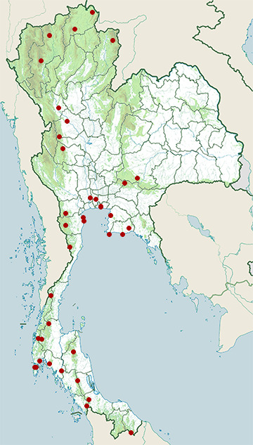 Distribution map of Amur paradise-flycatcher, Terpsiphone incei in Thailand