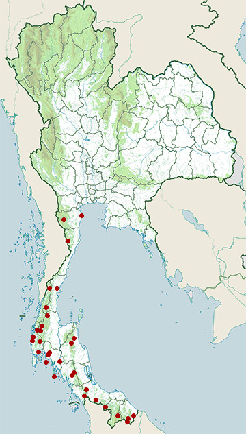 Distribution map of Plain sunbird, Anthreptes simplex in Thailand