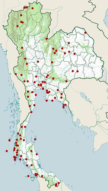 Distribution map of Arctic leaf warbler, Phylloscopus borealis in Thailand