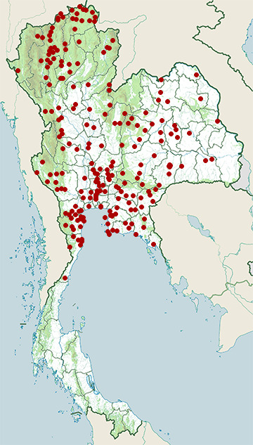 Distribution map of Ashy woodswallow, Artamus fuscus in Thailand