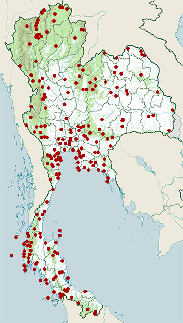 Distribution map of Asian brown flycatcher, Muscicapa dauurica in Thailand