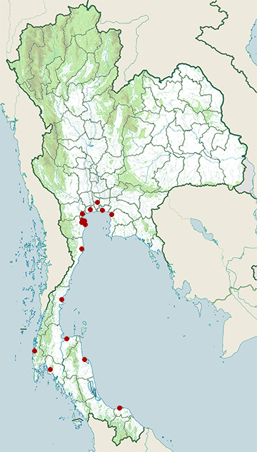 Distribution map of Asian dowitcher, Limnodromus semipalmatus in Thailand