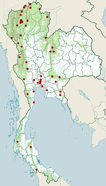 Distribution map of Asian emerald cuckoo, Chrysococcyx maculatus in Thailand