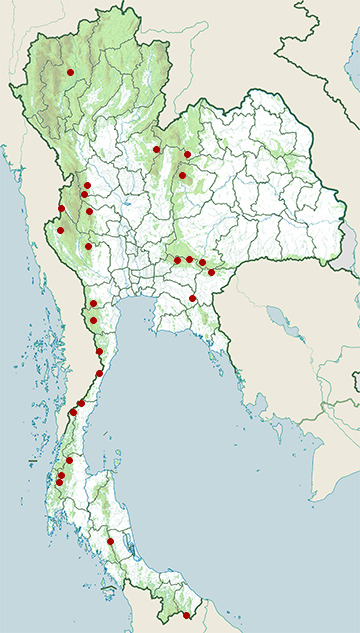 Asian golden cat - Wikipedia