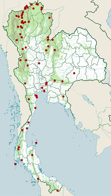Distribution map of Asian house martin, Delichon dasypus in Thailand