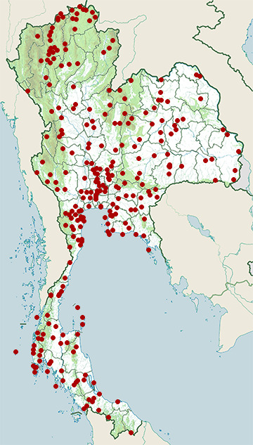 Distribution map of Asian palm swift, Cypsiurus balasiensis in Thailand