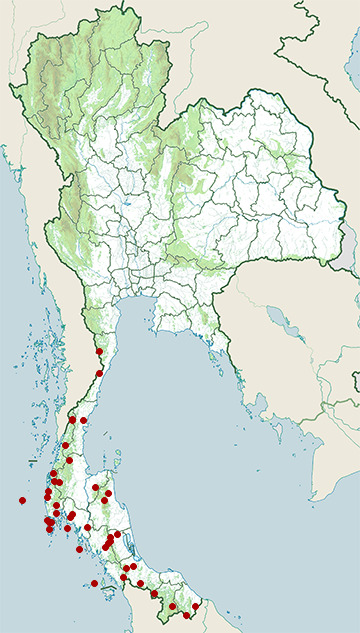 Distribution map of Red-eyed bulbul, Pycnonotus brunneus in Thailand
