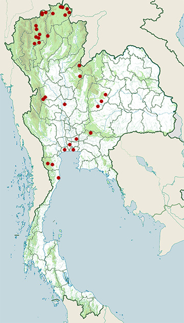 Distribution map of Baikal bush warbler, Locustella davidi in Thailand