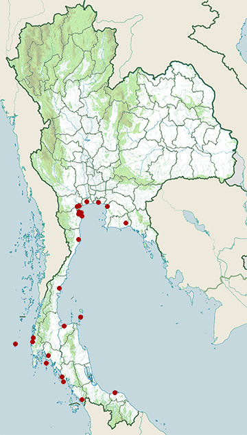 Distribution map of Bar-tailed godwit, Limosa lapponica in Thailand