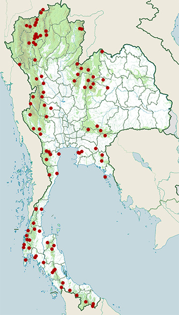 Distribution map of Bar-winged flycatcher-shrike, Hemipus picatus in Thailand