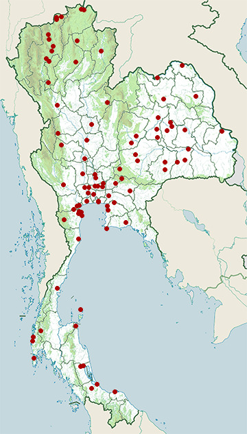 Distribution map of Black-browed reed warbler, Acrocephalus bistrigiceps in Thailand