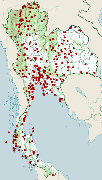 Distribution map of Black drongo, Dicrurus macrocercus in Thailand