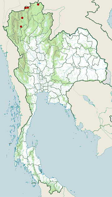 Distribution map of Black-headed bunting, Emberiza melanocephala in Thailand