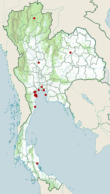 Distribution map of Black-headed gull, Chroicocephalus ridibundus in Thailand