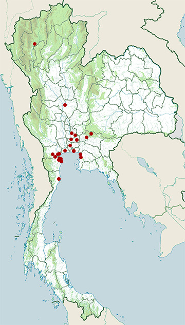 Distribution map of Black-headed ibis, Threskiornis melanocephalus in Thailand