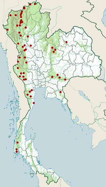 Distribution map of Black-hooded oriole, Oriolus xanthornus in Thailand