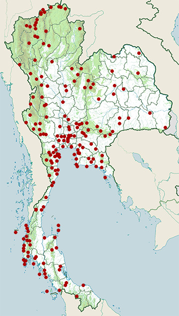 Distribution map of Black-naped oriole, Oriolus chinensis in Thailand