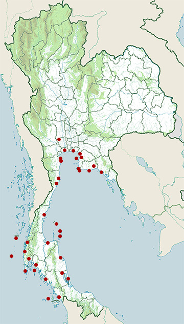 Distribution map of Black-naped tern, Sterna sumatrana in Thailand