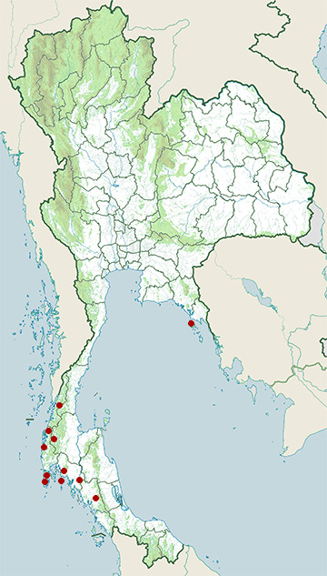 Distribution map of Black-nest swiftlet, Aerodramus maximus in Thailand