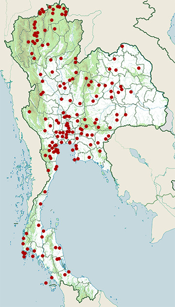 Distribution map of Black-winged kite, Elanus caeruleus in Thailand