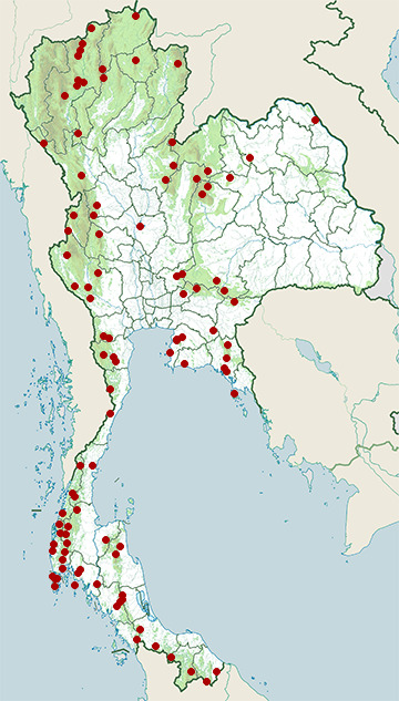 Distribution map of Blue-eared barbet, Psilopogon duvaucelii in Thailand