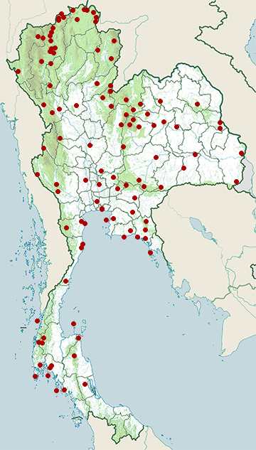 Distribution map of Blue rockthrush, Monticola solitarius in Thailand