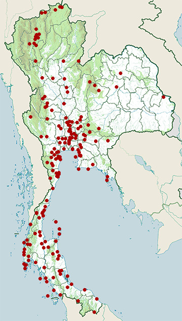 Distribution map of Blue-tailed bee-eater, Merops philippinus in Thailand