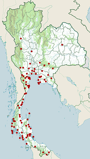 Distribution map of Blue-throated bee-eater, Merops viridis in Thailand