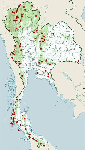 Distribution map of Blue-winged leafbird, Chloropsis cochinchinensis in Thailand