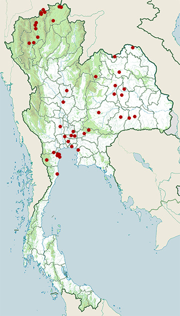 Distribution map of Bluethroat, Cyanecula svecica in Thailand