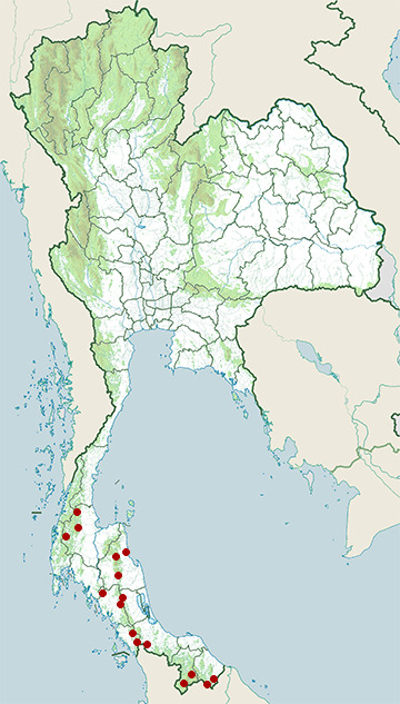 Distribution map of Bengkulu cat snake, Boiga bengkuluensis in Thailand