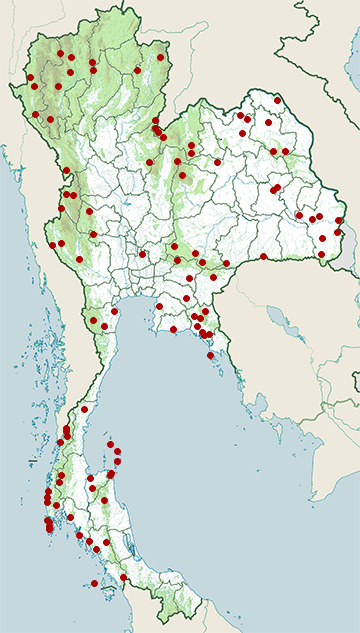 Distribution map of Green cat snake, Boiga cyanea in Thailand