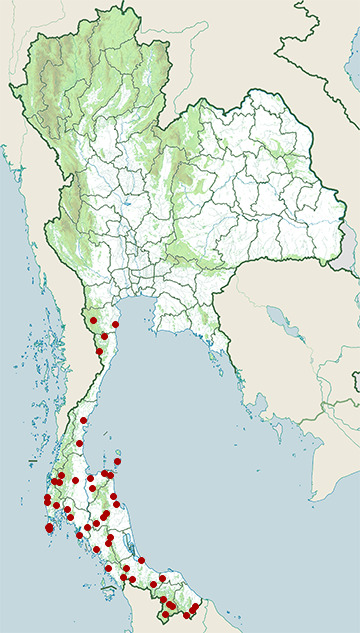 Distribution map of Dog-toothed cat snake, Boiga cynodon in Thailand