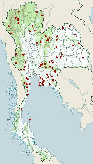 Distribution map of Many-spotted cat snake, Boiga multomaculata in Thailand
