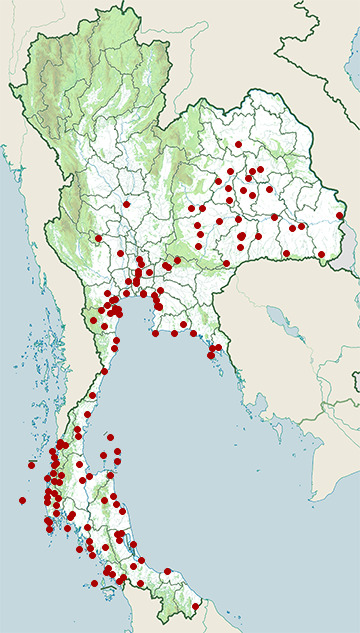 Distribution map of Brahminy kite, Haliastur indus in Thailand