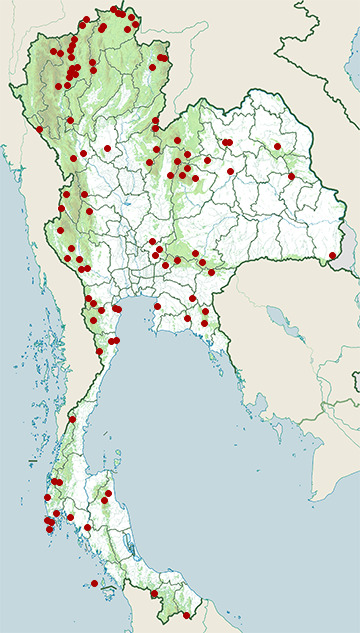 Distribution map of Bronzed drongo, Dicrurus aeneus in Thailand