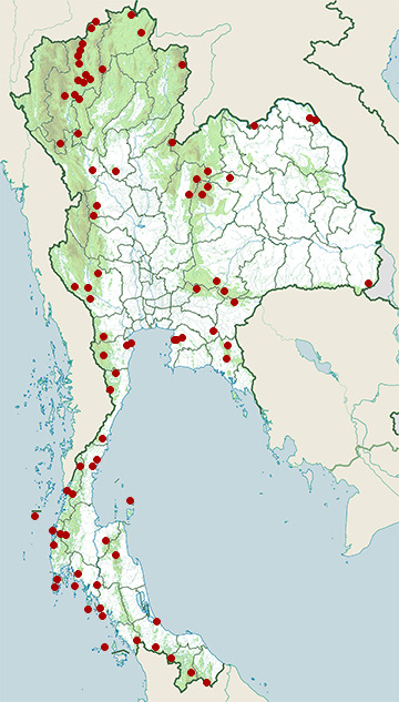 Distribution map of Brown-backed needletail, Hirundapus giganteus in Thailand