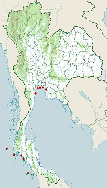 Distribution map of Brown booby, Sula leucogaster in Thailand