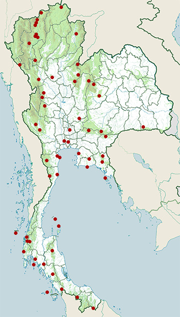 Distribution map of Brown boobook, Ninox scutulata in Thailand