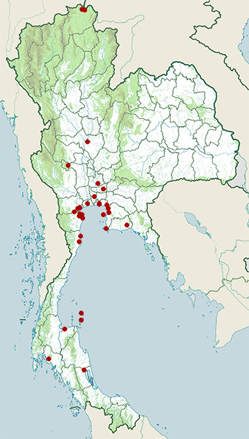 Distribution map of Brown-headed gull, Chroicocephalus brunnicephalus in Thailand