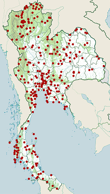 Distribution map of Brown shrike, Lanius cristatus in Thailand