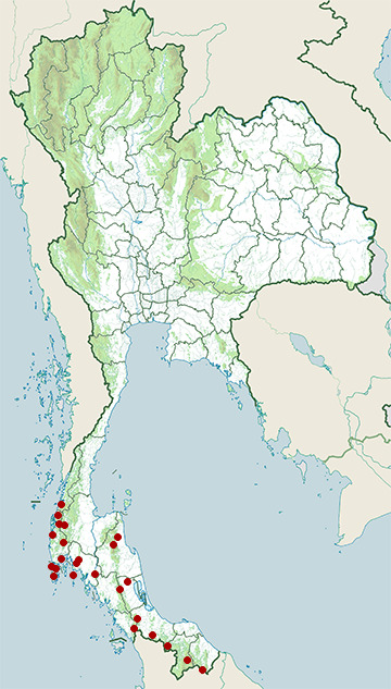Distribution map of Buff-vented bulbul, Iole crypta in Thailand