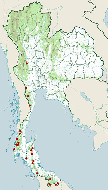 Distribution map of Red-headed krait, Bungarus flaviceps in Thailand